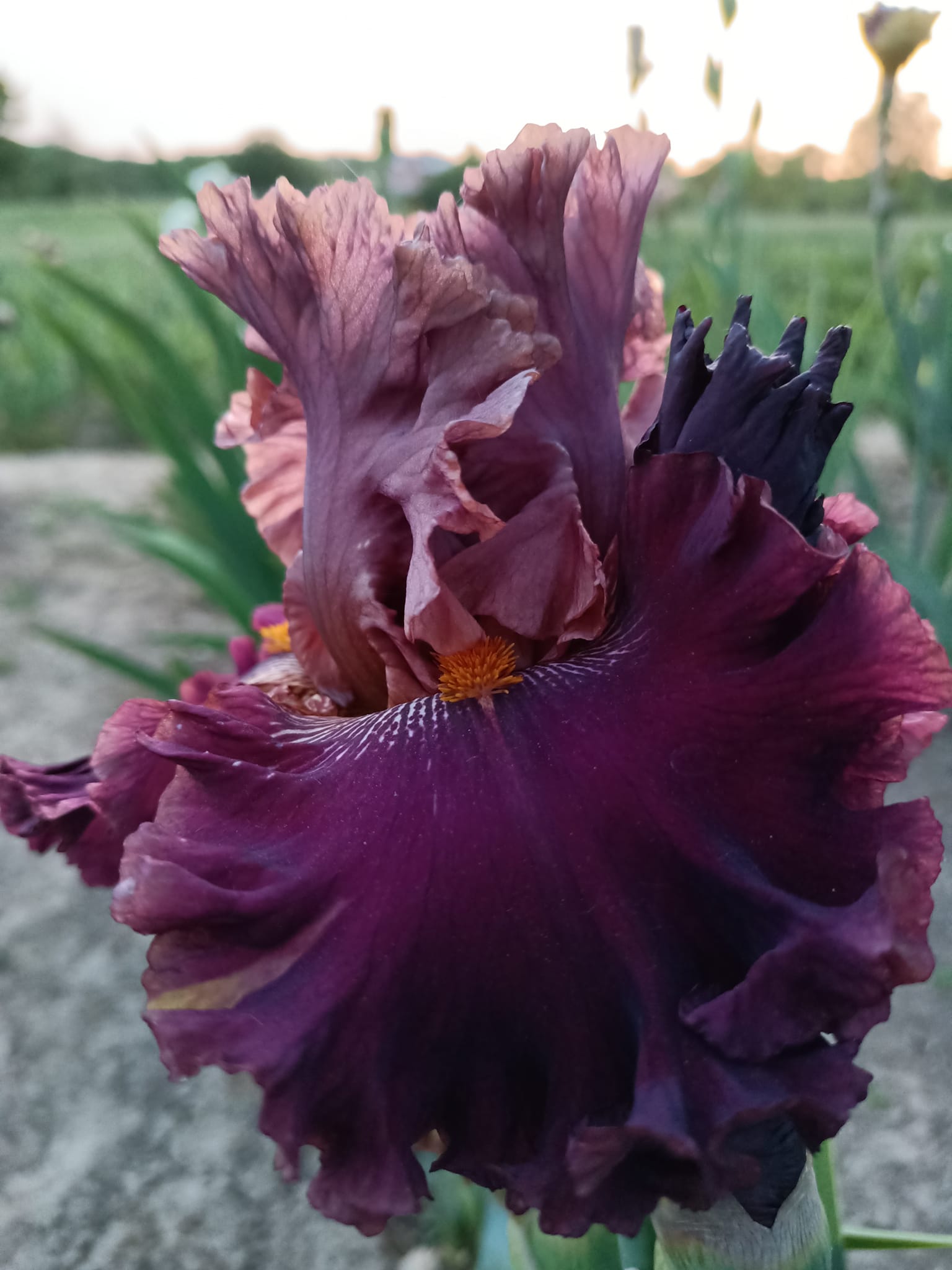 Burgundy Blaze